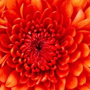 Meet your Posher, Destiny